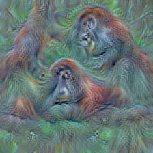 n02480495 orangutan, orang, orangutang, Pongo pygmaeus